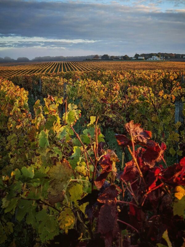 sunset on the bordeaux vineyards