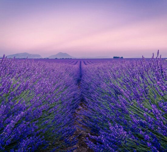 Lavender Field of Valensole in Provence, France