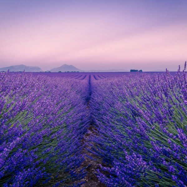 Lavender Field of Valensole in Provence, France