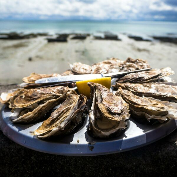 Oysters at cancale Brittany, France