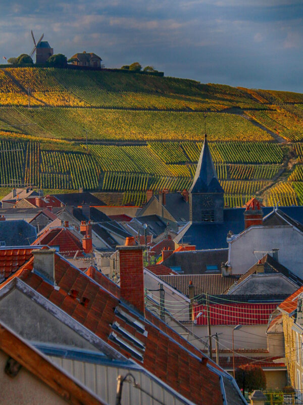 champagne vineyard above a village