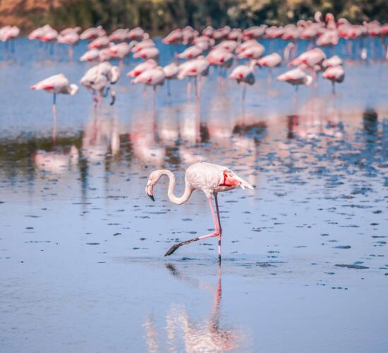 Greater flamingos in Camargue, France