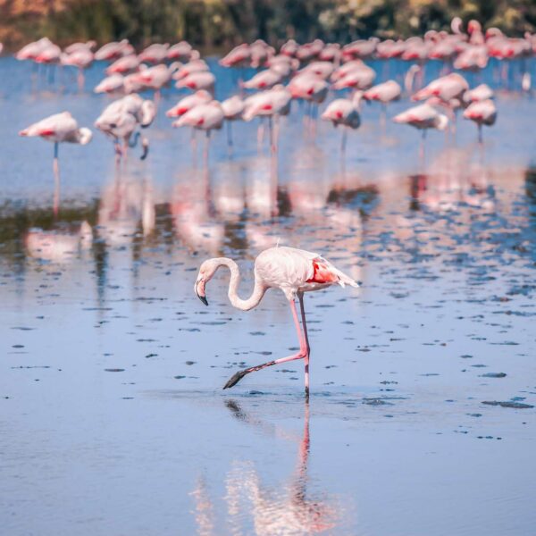 Greater flamingos in Camargue, France